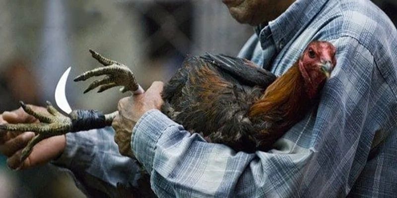 Bí quyết chơi đá gà cựa sắt hiệu quả mà nhiều người chưa biết